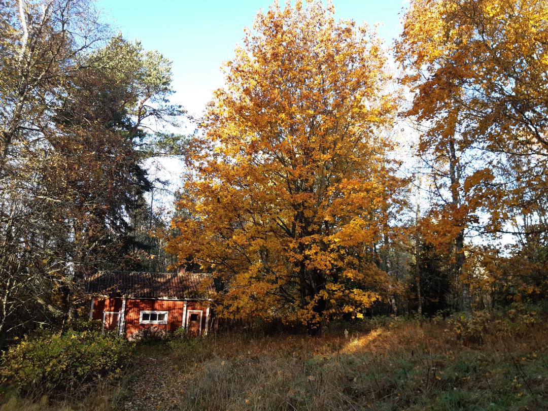 vanha sauna